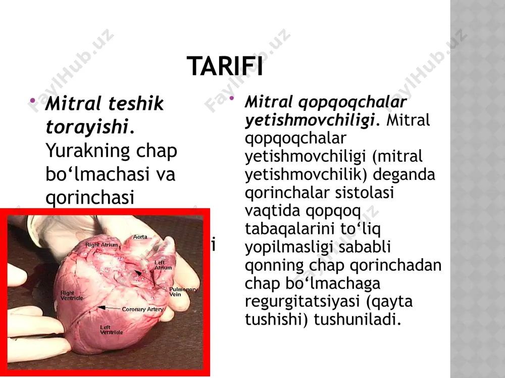 uq yo‘tal mitral stenozda ob’yektiv ko‘rish bemor astenik, nozik tana tuzilishiga (habitus gracilis) ega, oyoq-qo‘llari oriq va ushlab ko‘rilganda sovuq, mushaklari yaxshi rivojlanmagan. kasallikka periferik (akrotseanoz) va yuz seanozi xos. lab, quloq hamda burun uchi, qo‘l va oyoq barmoqlari ko‘karishi kuzatiladi. nuqson yaqqol o‘pka gipertenziyasi va sust yurak zarbi bilan kechayotgan hollarda lab, burun, quloq seanozi bilan birgalikda yonoqlarda yorqin qizillik - “mitral kapalak” (facies mitralis) belgisini aniqlash mumkin. teri qoplamlari rangpar, ba’zan kulrang (“kulsimon”), tusda. mitral qopqoqchalar yetishmovchiligida ob’yektiv ko‘rish ushbu nuqsonda yurakni zarb hajmi pasayganda va o‘pka gipertenziyasi shakllanganda akroseanoz (lab, burun uchi, barmoqlar seanozi), ba’zan yonoqlarda yorqin seanotik qizillik (facies mitralis) paydo bo‘lishi mumkin. bemorni ortopnoe holatini egallashi chap qorincha yetishmovchiligi paydo bo‘lganligidan va kichik qon aylanish doirasida yaqqol namoyon bo‘lgan dimlanishdan darak beradi. o‘ng qorincha yetishmovchiligida esa oyoqlarda shishlar, bo‘yin venalari bo‘rtib chiqishi, assit hisobiga qorinni kattalashishi (ba’zi hollarda) yuzaga keladi. paypaslash paypaslanganda to‘sh suyagidan chapda, …
