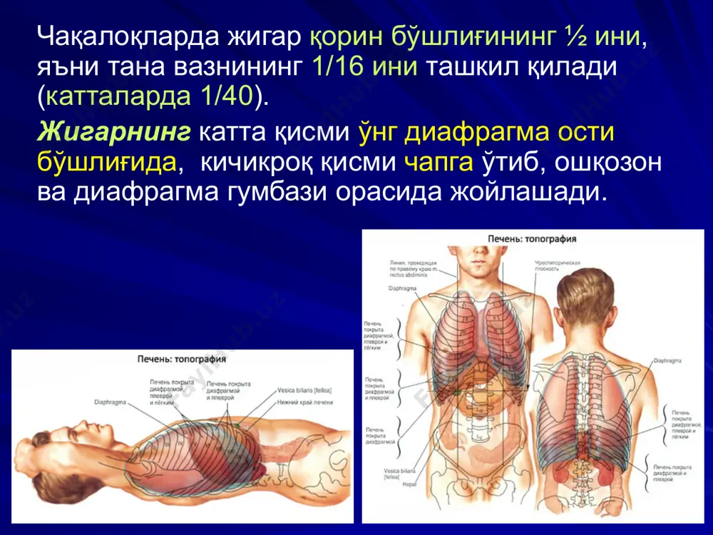 токавал анастомоз. мезентерикокавал шунтлаш. спленоренал анастомоз. оператив очиб кириш йўллари қийшиқ кесим (кохер, фёдоров); бурчакли кесим (с.п. федоров); бурчакли кесим (рио-бранко); тўлқинсимон кесим (кер); тўлқинсимон кесим (бивен); юқори ўрта кесим; трансректал кесим; параректал кесим; торакоабдоминал кесим (райфершайд); торакоабдоминал кесим (ф.г. углов); торакоабдоминал кесим (кюнео); лахтакли кесим (бруншвиг); бурчакли кесим (черни); торакоабдоминал кесим (райфершайд); торакоабдоминал кесим (киршнер). жигар ва ўт йўлларидаги операцияларнинг асосий тамойиллари жигар паренхимасининг ўзига хослиги ва фиброз капсуласининг мустаҳкам эмаслиги операциялар пайтида қонни кўп миқдорда йўқотишга сабабчи бўлиб, уни тикишни қийинлаштиради. жигар чоки кузнецов-пенский чоки (1894 й); джиордано чоки. в.а. оппель чоки; чоклар ситилишининг олдини олиш учун тагига мато тўшалган чок; н.а. рубанова чоки. жигар чоки қўйилгач, геморрагия ва қорин бўшлиғига инфицирланган ўт суюқлиги тушишини бартараф этиш учун жароҳатни қўшимча герметизациялаш лозим. а) жароҳатни ўроқсимон бойлам билан ёпиш; б) жигар жароҳатини чарви билан тампонлаш; в) жароҳатни в.с. шапкин усулида бекитиш; г) жигар жароҳатини глиссон капсула билан бекитиш. жигар …