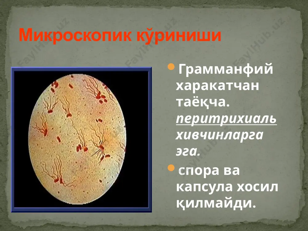 флуорессент реаксияларидан фойдаланилади. лаборатория ташхиси корин тифи ва паратифлардан согайганларда узок давом этадиган турғун иммунитет хосил булади. кайта касалланиш ва рецидивлар жуда кам учрайди. лаборатория ташхиси. лаборатория ташхиси касалликнинг патогенезига асосланиб тузилган. шунинг учун касалликнинг даврига караб турли усуллар кулланилади. иммунитети корин тифи ва паратифларни даволаш учун антибиотиклар: левомицетин, ампициллин, тетрациклин, нитрофуран препаратлари берилади. булар касалликнинг кечишини енгиллаштиради ва у узок давом этмайди. айрим ҳолларда бемор билан мулокотда булганларга ва зарарланган сув, озик-овкат, хул меваларни истёъмол килган кишиларга касалликнинг олдини олиш учун катталарга таблетка холидаги, ёш болаларга эса сальмонеллаларга суюк бактериофаглар берилади. давоси ва профилактикаси эътиборингиз учун раҳмат! image4.jpeg image5.png image6.jpeg image7.jpeg image8.png image9.png image10.png image11.png image12.png image3.jpeg /docprops/thumbnail.jpeg