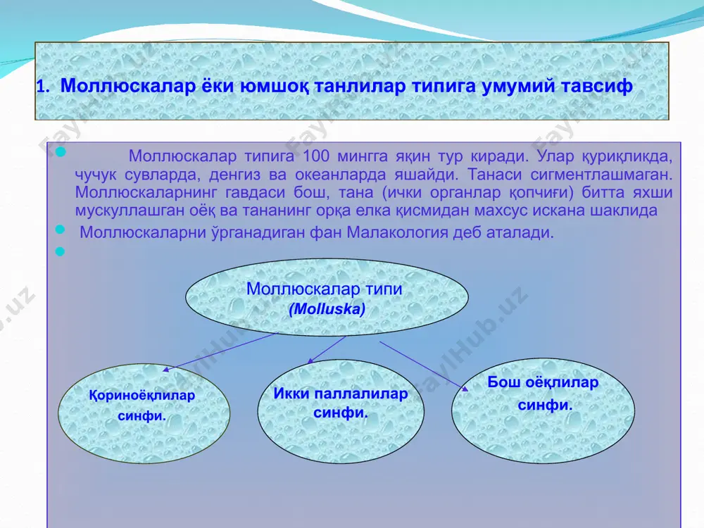 моллюскалар ёки юмшоқ танлилар(molluskа) типи - Page 2
