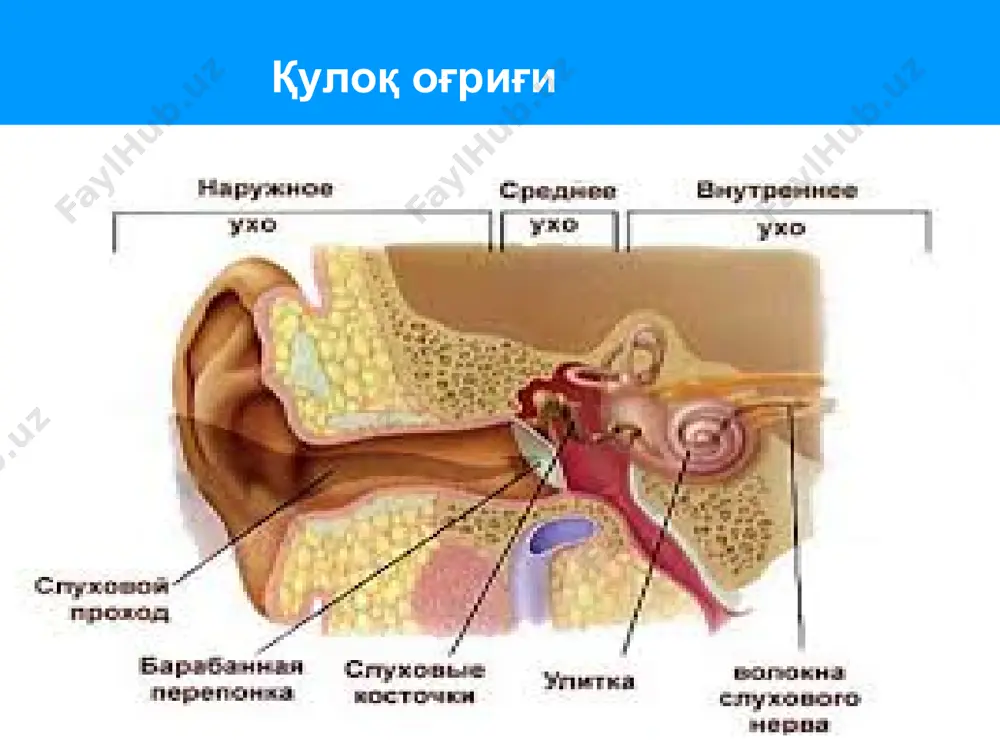 қулоқ оғриғи - Page 4