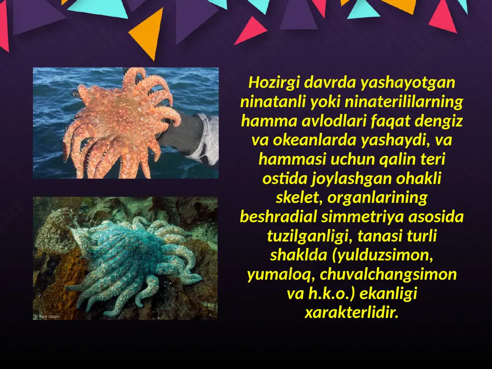 ignatanlilar tipi - echinodermata - Page 5