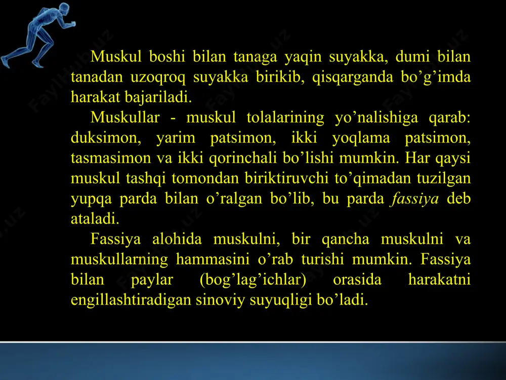 qa pog'onasi va kurak suyagi harakatlarini ta'minlaydi. vlar gavdani rostlab turadi. qo'l muskullari yelka kamari va qo'l muskullaridan iborat. yelka kamari muskullariga deltasimon, kurak sohasidagi muskullar kiradi. qo‘l muskullari yelka, bilak va qo'l panjasi sohasidagi muskullarga bo'linadi. yelkaning oldingi yuzasida yelkaning ikki boshli, orqa qismida uch boshli muskuli bo'lib, ular tirsak bo'g'imida bukish va yozish harakatlarini bajaradi. bilak sohasidagi muskullar ham bilakning oldingi va orqa qismidagi muskullarga bo'linib, oldingi qismdagilari qisqarganda qo'l panjasi bo'g'imlarida bukilish, orqa qismdagilar qisqarganda esa yozilish harakatlari bajariladi. oyoq muskullari tanani tutib turganligi va turli-tuman harakatlarni bajarganligi uchun qo'l muskullariga nisbatan kuchli rivojlangan. ular son, boldir va oyoq panjasi muskullariga bo'linadi. sonning oldingi sohasida joylashgan to'rt boshli muskul organizmdagi eng yirik, kuchli muskullardan bo'lib, son-chanoq bo'g'imida bukilish, tizza bo'g'imida yozilish harakatini bajaradi. sklet muskulaturasi muskul tolalarining yo’nalishiga qarab xam farqlanadi.muskul tolalari bir-biriga nisbatan parallel xolda zich joylashishi mumkin. bularga misol qilib duksimon muskullarni olamiz. agar muskul …