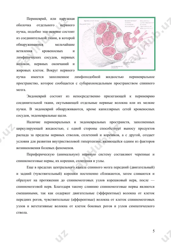 симптомов раздражения и выпадения. симптомы раздражения, как правило, преобладают на раннем этапе заболевания. клинические признаки раздражения корешков проявляются в виде оживления сухожильных и периостальных рефлексов, парестезии, гиперестезии (чаще поверхностных видов чувствительности), боли, болевых точек, характерных анталгических поз и др. к симптомам выпадения относятся ослабление или полное исчезновение сухожильных и периостальных рефлексов, сегментарная гипестезия или анестезия отдельных (или всех) видов чувствительности. при поражении корешков могут наблюдаться мышечно-тонические феномены (симптомы ласега, бехтерева, нери, дежерина и др.). расстройства чувствительности, движений, рефлексов и трофические нарушения при поражении корешков носят сегментарный характер. возможны изменения в спинномозговой жидкости, связанные со стадией течения заболевания и локализацией патологического процесса. так, в начале заболевания, когда преобладают явления раздражения корешков, в спинномозговой жидкости может быть увеличено количество клеточных элементов. на более поздних этапах заболевания, когда процесс переходит на корешковый нерв, вызывая его отек, наблюдается увеличение количества белка при нормальном или повышенном цитозе. корешки тесно связаны с оболочками спинного мозга, поэтому …