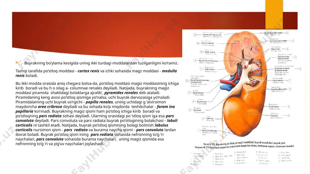 ning uchburchak sohasidagi mushak, o ‘z navbatida, chuqur - m. trigoni vesicae profundus va yuza - m. trigoni vesicae superficial mushaklaridan tashkil topgan; 2) m. detrusor vesicae - siydikni siqib chiqaruvchi mushak mushak qavatining ostida shilliq osti qavati - tela submucosa joylashadi. bu qavat siydik qopchasining uchburchak sohasida bolmaydi. siydik qopchasining ichki yuzasida tunica mucosa shilliq qavati joylashadi. siydik qopchasining tashqi tarafiga quyidagi mushaklar birikadi: m. pubovesicalis - qov suyagi bilan siydik qopchasi orasida tortilgan; m. rectovesicalis - to‘g ‘ri ichak bilan siydik qopchasi orasida tortilgan; erkaklarda prostata bezi bilan siydik qopchasi orasida m. vesicoprostaticus joylashadi; ayollarda siydik qopchasi va qin orasida m. vesicovaginalis boladi. siydik chiqaruv nayi - urethra ayollarda siydik chiqaruv nayi - urethra feniinina siydik pufagidagi teshik - ostium urethrae internum va tashqi teshik - ostium urethrae externum orasida joylashadi. siydik chiqaruv nayining chanoq devoridan o ‘tish sohasida ko‘ndalang-targ‘il mushak tolalar bilan o ‘ralib, m. sphincter urethrae …