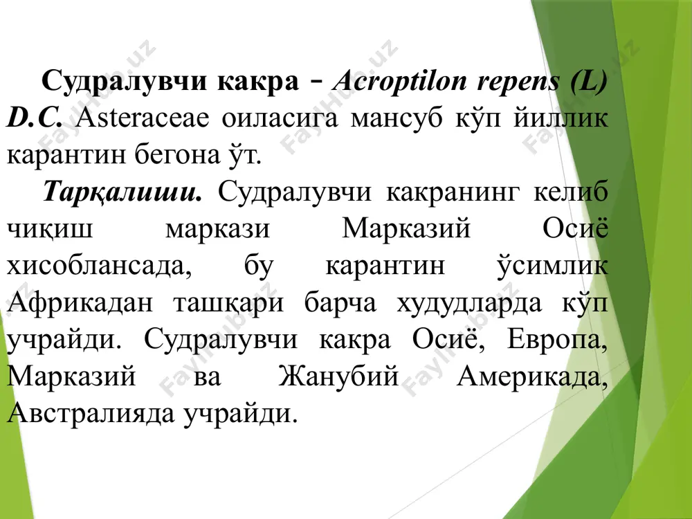 иборат поя шакилланади. судралувчи какранинг ривожланиши унинг илдизи ва илдиз пояларидан ўсувчи новдалар катта ахамиятга эга бўлиб, уларни йўқотиш катта қийинчилик туғдиради. уларнинг заҳираси тупроқда жуда ҳам кўпдир. судралувчи какра тупроқнинг 65 см лик қатламида 1га майдондаги барча илдиз ва илдизпояларнинг узунлиги қарийб 25 км га етади (шу жумладан илдизи 80% илдизпояси 20%). судралувчи какранинг илдизларида углеводларнинг кўплаб захираси тўпланади, шу боис улар новда ҳосил қилувчанлик энергиясининг катталиги билан ажралиб туради ва кўп карра кесилганда ҳам кўкариш хусусиятига эгадир. ўқ илдизидан тарқалувчи ён илдизлари дастлаб горизонтал чўзилади, сўнгра аста-секин тупроқ юзасига қараб ўсади, аммо тупроқ юзасига чиқмай, кескин пастга бурилади ва вертикал иккинчи тартиб илдизларини хосил қилади. сўнгиси, ўз навбатида, горизонтал ва вертикал учинчи тартиб илдизларини шакиллантиради ва ҳоказо. горизонтал илдизларнинг эгилган жойларида вертикал илдизларнинг юқориги қисмида кўп сонли куртаклар хосил бўлади, улардан ер устки поялар ривожланади. шу тарзда, какра оналик ўсимлик атрофида тарқалиб, бачкилар ўчоғини ҳосил қилади. айрим ўчоқлар …