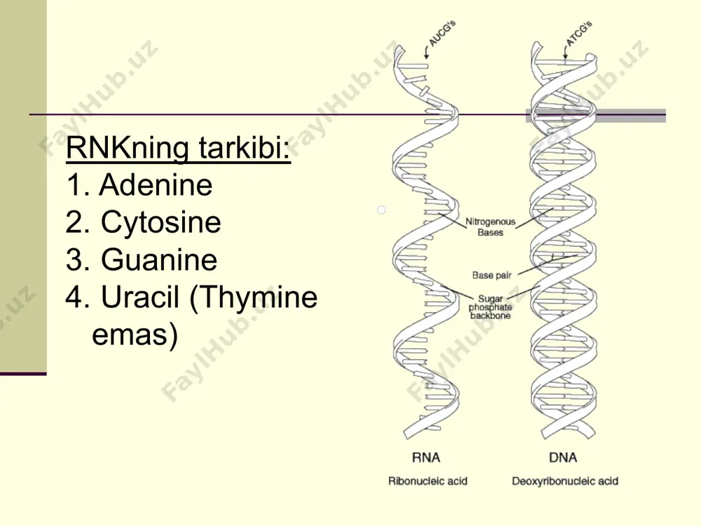 ion: one or more of the bases is deleted from the code causes a shift in the reading frame insertion frameshift mutations: insertion insertion: one or more base pairs are inserted into the code causes a shift in the reading frame significance of mutations many mutations have little or no effect on the expression of genes. mutations may be harmful and may be the cause of many genetic disorders and cancer. source of genetic variability in a species (may be highly beneficial). beneficial mutations beneficial mutations may produce proteins with new or altered activities that can be useful to organisms in different or changing environments. plant and animal breeders often take advantage of such beneficial mutations. the condition in which an organism has extra sets of chromosomes is called polyploidy. often larger and stronger than diploid plants, but not beneficial in animals. gene regulation (12-5) only a fraction of the …