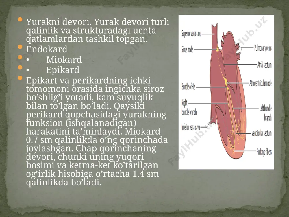 yurak anatomiyasi - Page 5