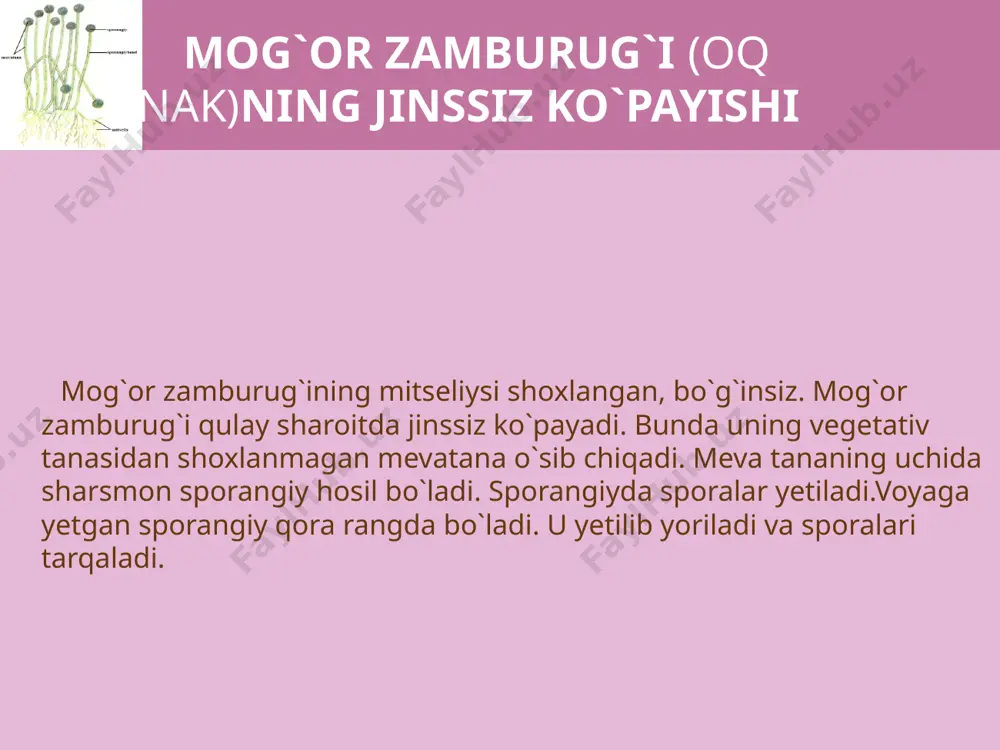 avjudligi ham ularning har qanday sharoitda, ya`ni ko`payishning bir usuli mumkin bo`lmaganda boshqa usullar bilan ko`payishiga imkon yaratadi.bu esa zamburug`larning yashovchanlik xususiyatini yanada oshiradi. www.arxiv.uz image1.jpeg image2.png image3.png image4.png image5.png image6.png image7.png image8.jpeg image9.png /docprops/thumbnail.jpeg