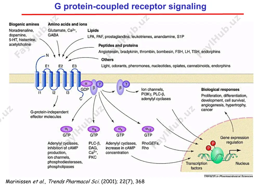 cilitates gdp-gtp exchange at rhoa: - activates rho-associated protein kinase (rock) * actions of increased rhogef activity contraction of smooth muscle proliferation of smooth muscle angiogenesis migration synaptic remodelling one gene…..one gpcr…..one g protein…..one response g protein-coupled receptor signaling 5-ht * second messengers and protein phosphorylation many receptor-effector interactions result in kinase activity kinase enzymes phosphorylate substrate examples: protein kinase a (pka) protein kinase c (pkc) cam kinase g protein-coupled receptor kinases (grk) tyrosine kinase kinases have different substrate specificities * phosphorylation/dephosphorylation protein protein -p atp adp adp atp kinase atp synthase / phosphatase * second messengers and protein phosphorylation * activation of adenylyl cyclase ceases. similar amplification probably occurs in signaling from receptors coupled to other g proteins and some other types of receptors whose activa- tion induces synthesis of second messengers. a second level of amplification is illustrated by the camp-mediated stimulation of glycogenolysis. as we just discussed, …