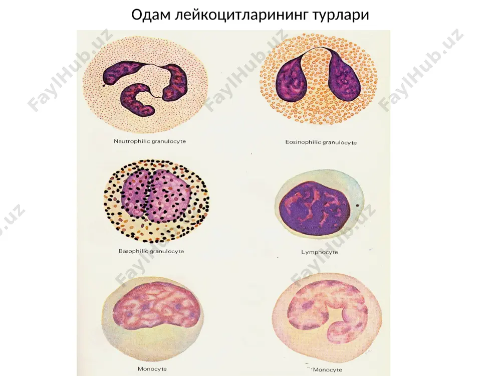 одамнинг қон ҳужайралари - Page 5