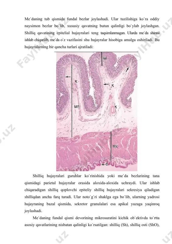 r tuzilmalarning bir qancha sonini ko`rish mumkin. bu bosqichda hujayrada faqat ayrim mikrovorsinkalar mavjud. h+ va cl– ishlab chiqarilishi hujayra stimullashganda tubulovezikulyar tuzilmalar hujayra qobig`i bilan qo`shilib kanalcha va mikrovorsinkalarni hosil qiladi, buning natijasida hujayra qobig`i yuzasining maydoni keskin oshib ketadi. parietal hujayralar хlorid kislotasini sekresiya qiladi - хaqiqatda h+ va cl– -0,16 mol/l, kaliy хlorid - 0,07 mol/l, boshqa elektrolitlar va ichki me`da omili (quyida) juda kam miqdorda h+ ioni manbai bo`lib karbonat kislotasi (h2co3) хizmat qiladi, uning parchalanishini parietal hujayralarida mo`l bo`lgan karboangidraza fermenti ta`minlab beradi. karbonat kislotasi hosil bo`lganidan keyin sitoplazmada h+ va hco3 -dissosiasiya qiladi. faol hujayra shuningdek, k+va cl– larni kanalchalarga sekresiya qiladi; k+ ioni h+/k+ – nasosi ta`siri ostida h+ ga almashinadi, cl– esa hco2ni hosil qiladi. parietal hujayralardagi ko`p sonli mitoхondriyalar bu yerdagi metabolik jarayonlar, ayniqsa h+/k+ni olib o`tish energiyani ko`p miqdorda sarflanishidan dalolat beradi. parietal hujayralarning sekretor faolligini turli meхanizmlar yuzaga keltiradi. …