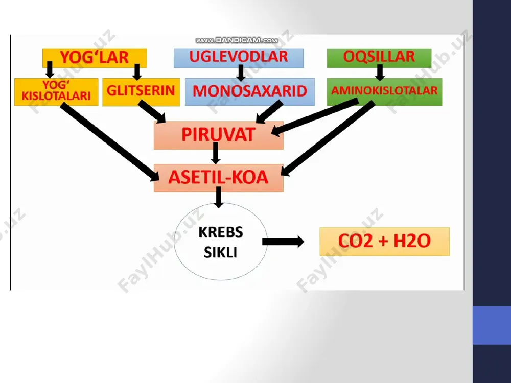 jiri (etz) bilan bog‘liq bo‘lib, energiyaning asosiy qismi shu sikldagi qaytarilgan kofermentlarning oksidlanishi natijasida hosil bo‘ladi. krebs siklining quyidagi reaksiyalari vodorod ajratish yo‘li bilan boradi, ajralib chiqqan vodorod atomlari etz ga beriladi limon kislotasi sikli bilan etz o‘zaro bog‘langan. limon kislotasi sikli yopiq metabolitik yo‘l bo‘lib, 8 ta alohida reaksiyalardan iborat. oksaloatsetat bu reaksiyada boshlang‘ich hamda oxirgi mahsulot bo‘lib hisoblanadi 1-reaksiya: 2-reaksiya: 3-reaksiya 4-reaksiya 5-reaksiya 6-reaksiya 7-reaksiya 8-reaksiya katabalizmning umumiy yo‘llari bilan elektronlar tashish zanjirining bog‘lanishi limon kislota sikli elektron tashish zanjiri (etz) bilan bog‘liq bo‘lib, energiyaning asosiy qismi shu sikldagi qaytarilgan kofermentlarning oksidlanishi natijasida hosil bo‘ladi. limon kislota siklining asosiy vazifasi – potensial kimyoviy energiyani metabolik energiyaga aylantirishdir: bu energiya atf shaklida zaxira holda to‘planadi. krebs siklida i mol atsetil-koa oksidlanishidan etz bog‘liq holda 11 molekula atf va 1 mol gtf hosil bo‘ladi, jami 12 molekula atf energiyasiga teng energiya to‘planadi.limon kislotasi sikli bilan etz o‘zaro bog‘langan. to‘qima nafas …