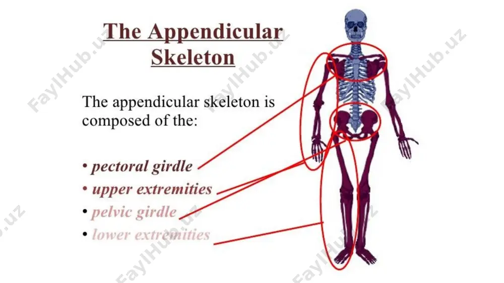 l fossa articulates with radius right humerus and elbow joint greater tubercle lesser tubercle intertubercular groove head anatomical neck surgical neck deltoid tuberosity shaft radial fossa lateral epicondyle capitulum trochlea condyle anterior surface coronoid fossa medial epicondyle right humerus and elbow joint humerus medial epicondyle trochlea capitulum coronoid process of ulna head of radius radial notch of ulna elbow joint, anterior view deltoid tuberosity radial groove head greater tubercle anatomical neck surgical neck olecranon fossa medial epicondyle lateral epicondyle trochlea posterior surface right humerus and elbow joint right humerus and elbow joint humerus medial epicondyle olecranon fossa olecranon trochlea of humerus head of radius ulna elbow joint, posterior view upper limbs the forearm also called the antebrachium consists of two long bones ulna (medial) radius (lateral) upper limbs the ulna the olecranon superior end of ulna point of elbow superior lip of trochlear notch articulates with trochlea of humerus the …