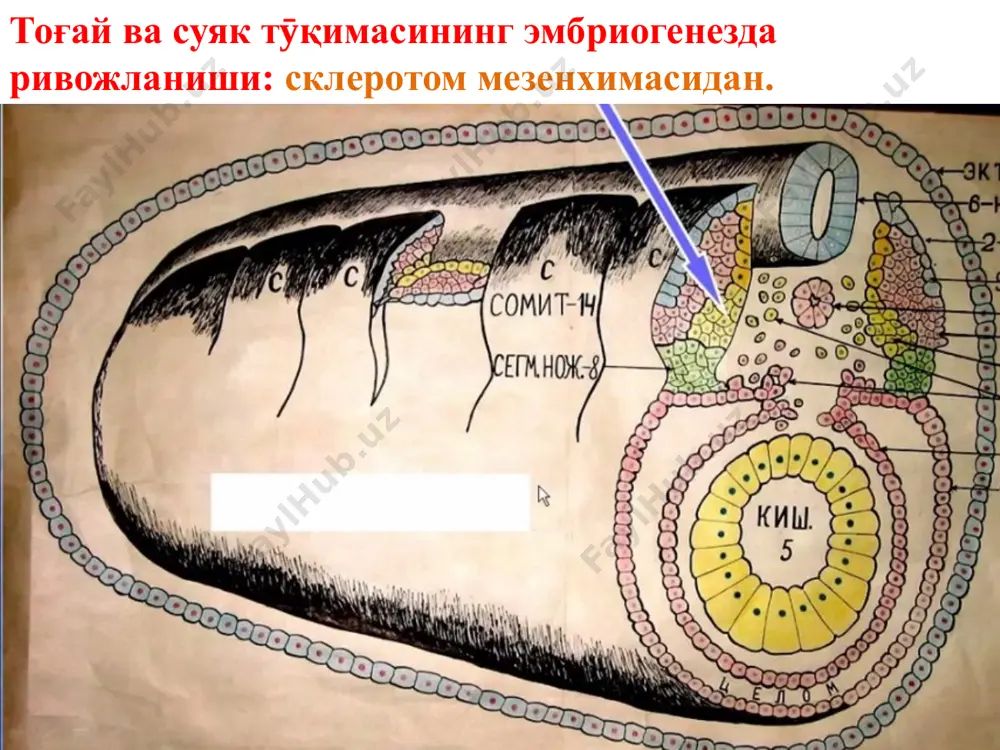 еокласт – «суякни парчаловчи», қоннинг моноцит ҳужайраларидан келиб чиқади. суякни емиради. остеокласт суяк орган сифатида (найсимон суяк диафизи). - суяк усти пардаси, - ташқи айлана пластинка - остеоген қавати (остеон + бӯлакчалараро пластинка), - ички айлана пластинка - эндост (суякнинг ички пардаси). қон айланиши. остеон – гаверсов системаси – компакт суякнинг структур ва функционал бирлиги. марказий каналда қон томирлари ва 4 – 20 мкм атрофида концентрик ҳалкалар, ораларида остеоцитлар жойлашган бӯлиб, бир бири билан ӯсимталари орқали боғланган. суяк тӯқимасининг ривожланиши – остеогенез - тӯғри (мезенхимадан) бу жараён организмнинг эмбриогенезида бошланиб, кетма - кет 4 стадиядан иборат: - остеоген оролчаларининг ҳосил бӯлиши; - остеоид стадияси; - остеоиднинг минерализации стадияси; - дағал толали суяк тӯқимасининг пластинкали суяк толасига айланиши. - нотӯғри (тоғай модели ӯрнида). эмбриогенезнинг 2-чи ойида бошланиб, 18-20 ёшда тӯгайди. суяк тӯқимасининг келиб чиқиши мезодерма, сомит, склеротом, мезенхима тӯғри остеогенез (мезенхимадан) остеоген оролчаси →остеоид ва унинг минералашиши→ суяк тӯсинлари. суякнинг мезенхимадан …