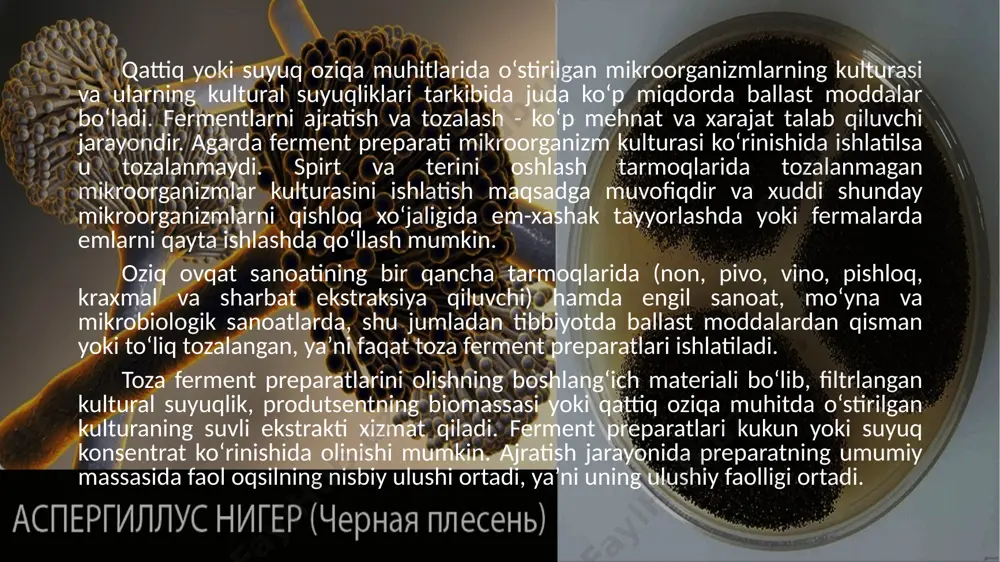 agan ferment preparati kulturani qattiq yoki suyuq oziqa muhitida o‘stirish yo‘li bilan olinishi mumkin. suyuq muhitda o‘sgan kultura quritishdan oldin biomassasi va oziqa muhiti qoldiqlaridan qisman tozalangan yoki shundayligicha quritilgan bo‘ladi. qattiq oziqa muhitida o‘stirilgan mikroorganizm kulturasi odatda 35 dan 58% gacha namlikka ega bo‘ladi. bunday maxsulot chidamsiz bo‘lganligi sababli uni tezda ishlab chiqarishga joriy qilish yoki namligini 10-12% gacha quritib olish kerak. quritish jarayonidan oldin, o‘stirish xonasidan olingan mikroorganizm maydalanadi va keyin quritiladi. mikroorganizm kulturalarini quritish uchun tasmali, tonnelli, shaxtali, barabanli, javonli (shkafli) va tebranuvchan quritgichlardan foydalanish mumkin. ishlab chiqarishda, yuqorida qayd qilinganlariga nisbatan ko‘proq to‘g‘ri yo‘naltirilgan baraban tipidagi quritgichlar ishlatiladi. bunda ho‘l kultura issiqlik beruvchi qurilma bilan birgalikda 80-850s da quritgichga tushadi. bunday yuqori haroratda quritiluvchi ho‘l mikroorganizmning mayda bo‘laklaridagi namning bug‘lanishi hisobiga qattiq qizib ketish holati kuzatilmaydi va undagi fermentlarning faolligi to‘liq saqlanadi. ko‘pchilik barabanli quritgichlarning ichki tomonida parraksimon kurakchalar mavjud bo‘lib, baraban 3-8 min-1 tezlikda aylanishi …