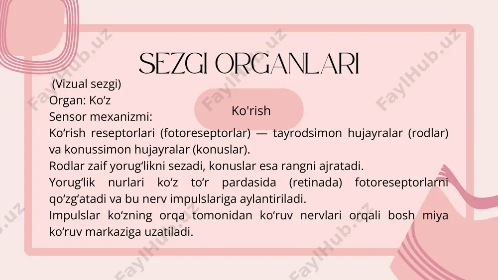 uktura – korti organiga yetadi. bu yerda soch hujayralari vibratsiyani elektr impulsga aylantiradi. impulslar eshitish nervi orqali bosh miyaga yuboriladi. sezgi organlari elektrosezuvchanlik (elektrorepsiya) ba'zi umurtqali hayvonlar, ayniqsa suvda yashovchilar, elektr maydonlarini sezish qobiliyatiga ega. ampullae of lorenzini: bu maxsus elektrosezuvchan organlar asosan akulalar va skatlarda uchraydi. ular suvdagi elektr maydonlarini aniqlash orqali ovni topish va atrof-muhitni idrok etishda yordam beradi. platypus (ornitorink): bu sutemizuvchi hayvon tumshug'ida joylashgan taxminan 40,000 ta elektrosezuvchan retseptorlar orqali suv ostidagi elektr signallarini aniqlay oladi. sezgi turlari sezgi tizimlarining turlari 1. fotoreseptsiya (ko‘rish) ko‘zlar orqali amalga oshadi. fotoreseptorlar yorug‘likni qabul qilib, uni nerv impulslariga aylantiradi. bu impulslar matga uzatiladi va tasvir hosil bo‘ladi. 2. olfaktor tizim (hid bilish) burun bo‘shlig‘idagi reseptorlar orqali hid molekulalari aniqlanadi. bu reseptorlar kimyoviy signallarni elektr impulslariga aylantirib, matga yuboradi. 3. gustator tizim (ta’m bilish) til yuzasidagi ta’m kurtakchalari orqali ta’m moddalari aniqlanadi. bu reseptorlar kimyoviy ta’sirlarni elektr impulslariga aylantirib, matga …