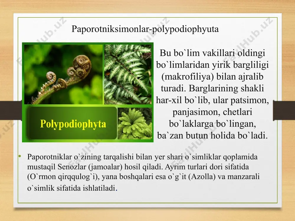idlari bilan tuproqqa yopishib turadi. lekin u uzoq yashamaydi. gametofitdagi anteridiylarda ko'p xivchinli harakatchan spermatozoidlar, arxegoniylarda esa tuxum hujayra yetiladi. yomg'ir paytida anteridiy va arxegoniy uchidan ochiladi va anteridiydan chiqqan spermatozoidlar arxegoniylar ichiga kirib, tuxum hujayra bilan qo'shiladi. urug'langan tuxum hujayradan murtak hosil bo'ladi. murtak esa o'sib, undan yangi qirqquloq - sporofit rivojlanadi matinli ma’lumot. qirqquloqlarning o'zbekistonda suvda o'sadigan vakili suv qirqqulog‘idir. suv qirqqulog'i bir yillik ildizsiz o'simlik. ingichka, kalta poyasidagi bo'g'imlarda uchtadan barg joylashgan. ikkita bargi butun bo'lib suv yuzasida, uchinchi bargi ipsimon qirqilgan bo'lib suv ostida turadi. suv ostidagi barglari asosida soruslar joylashgan. ularda ikki xil sporalar yetiladi suv qirqqulog’i bargi 2 xil bo`ladi. a) suvning betidagi bargi b) suvning ostidagi bargi suvning betidagi bargi yashil. unda xlorofil donachalari bo`ladi. bu bargda fotosintez protsessi bo`lib turadi. suvning ostidagi bargi qo`ng`ir rangli bo`lib, ildiz vazifasini bajaradi. qo`ng`ir rangli barglarda soruslar joylashgan. soruslar ichida sporangiyalar taraqqiy etadi. har xil sporali …