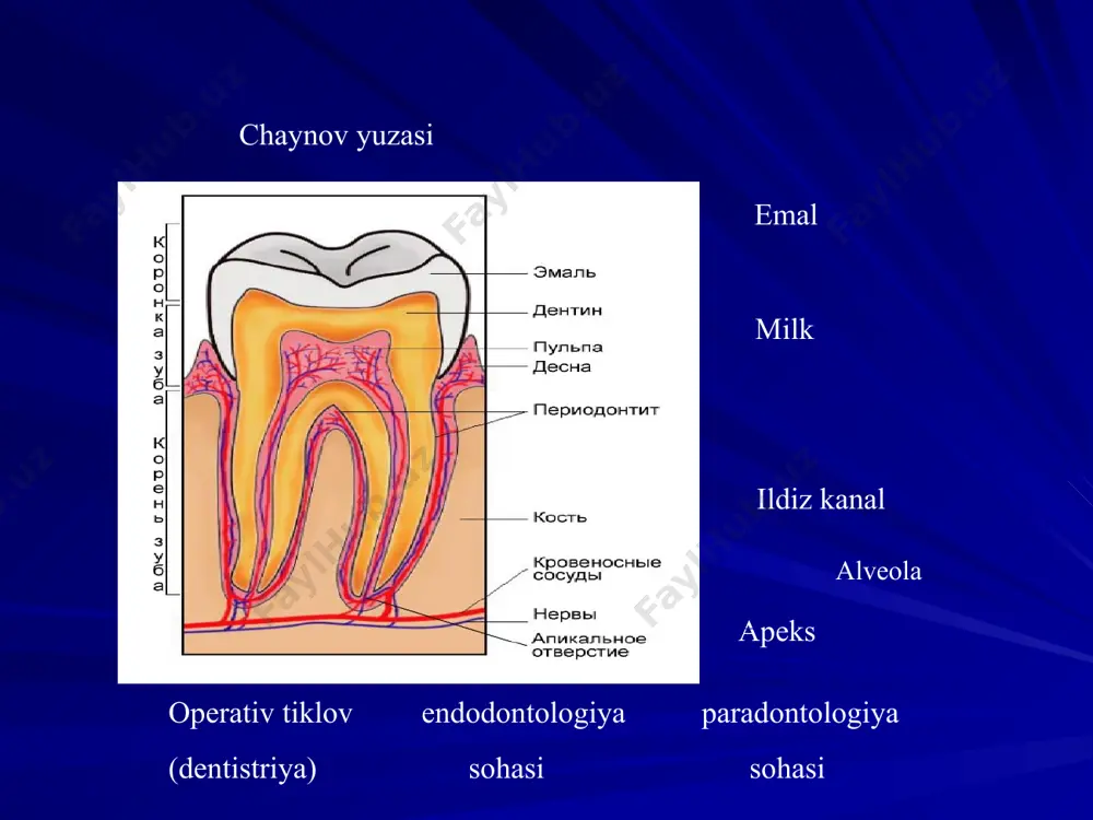 pa yoki uning parchalarini olib tashlash ildiz kanallariga to'g'ridan-to'g'ri kirishga yo’l ochish endodontik davo bosqichlari: 2. ildiz kanallarini endodontik davolashga tayyorlash ildiz kanallarini kengaytirish tishning ishchi uzunligini o'lchash (ildiz kanali) ildiz pulpasini yoki uning parchalarini olib tashlash endodontik davo bosqichlari: 3. ildiz kanallarini mexanik (instrumental) ishlov berish bilan davolash kanal devorlaridan infektsiyalangan dentinni olib tashlash tor ildiz kanallarining kengatirish ildiz kanalini konussimon shakllantirish endodontik davo bosqichlari: 4. ildiz kanallarini tibbiy preparatlar (medikamentoz) ishlov bilan davolash antiseptik eritmalar bilan faol yuvish, ishlov berish ildiz kanallarini quritish endodontik davo bosqichlari 5. ildiz kanallarini to'ldirish (obturatsiya). endodontik davo bosqichlari 6. tish tojining funksio-anatomal yaxlitligini tiklash terapevtik - plombalash (har xil turdagi tish shtiftlaridan foydalanib ) ortopedik - keyinchalik sun'iy quyma toj (koronka) bilan qoplanadigan quyma shtiflar bilan qayta tiklash yuqori va pastki jag'dagi tishlarning ildizlari va ildiz kanallari topografiyasi. tishlarning turli guruhlarida endodontik kirishni (dostup) yaratish usullari. yuqori jag'dagi tishlarning tish bo'shlig’i va …