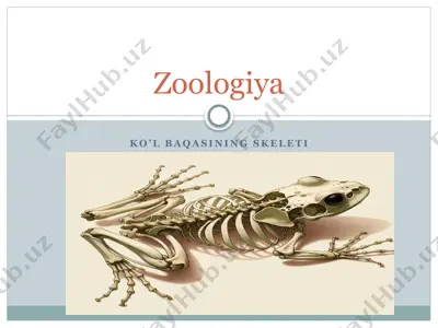 zoologiya — PPTX
