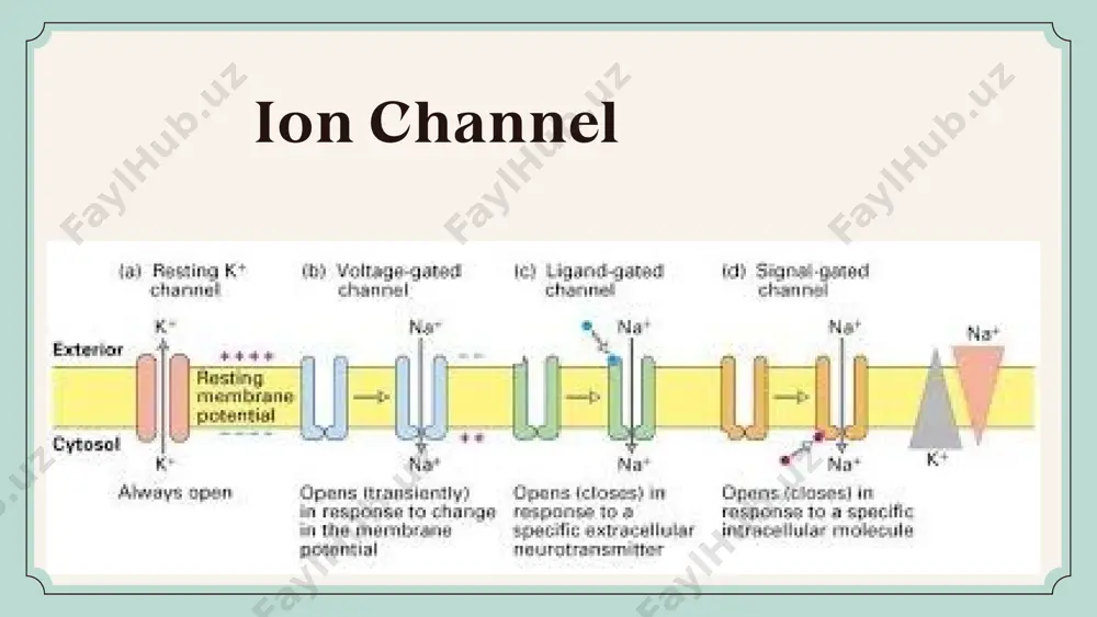 a oshiradi, ya'ni ionlar faqat elektrokimyoviy gradientga qarab o'tadi, energiya sarf qilinmaydi. ionoforlarning biologik va farmatsevtik ahamiyati: biologik ahamiyati: ion gradientlarini boshqarish: ionoforlar hujayra ichidagi ion balansi va homeostazani saqlashga yordam beradi. asab tizimi va mushak faoliyati: ionoforlar ionlarni hujayralarga kiritib, asab tizimi va mushaklarning normal faoliyatini qo'llab-quvvatlaydi. neyrotransmisyon: ular neyrotransmitterlar va ionlar transportini boshqarishda ishtirok etadi. 01 02 03 04 ion kanallari:ion kanallari orqali nima o‘tadi? kaliy (k⁺): hujayradan tashqariga chiqariladi yoki kiradi, membrana potentsialini saqlashda muhim. natriy (na⁺): asosan hujayra ichiga o‘tadi, neyronlarda elektr signalini boshlash uchun zarur. kaltsiy (ca²⁺): signal uzatish, mushak qisqarishi va fermentlar faollashuvida ishtirok etadi. xlor(cl⁻): asosan membrana potentsialini stabilizatsiya qilishda va kislotali muvozanatni saqlashda ishtirok etadi. ion kanallari ma’lum ionlarga ixtisoslashgan bo‘lib, quyidagi ionlarni o'tkazadi 01 02 03 ion kanallari qanday ishlaydi? voltajga bog‘liq kanallar: membrana potentsialining o‘zgarishi bilan ochilib-yopiladi. misol: na⁺ va k⁺ kanallari. ligandga bog‘liq kanallar: neyrotransmitter yoki boshqa molekula kanalni …