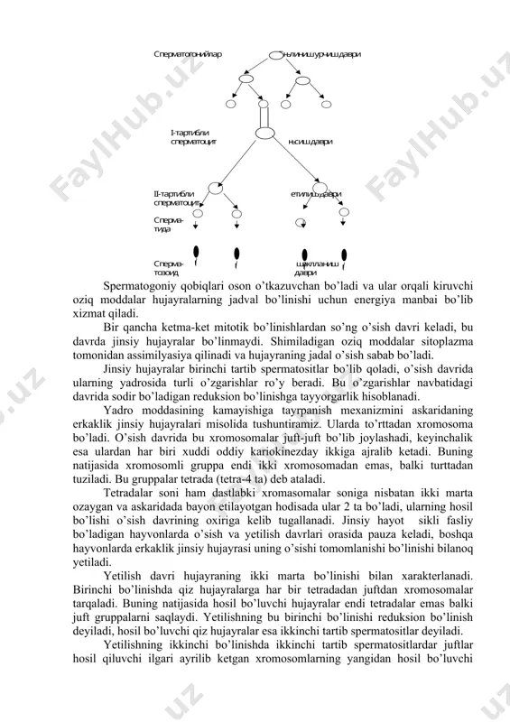 vonlarda erkaklik jinsiy hujayrasi uning o’sishi tomomlanishi bo’linishi bilanoq yetiladi. yetilish davri hujayraning ikki marta bo’linishi bilan xarakterlanadi. birinchi bo’linishda qiz hujayralarga har bir tetradadan juftdan xromosomalar tarqaladi. buning natijasida hosil bo’luvchi hujayralar endi tetradalar emas balki juft gruppalarni saqlaydi. yetilishning bu birinchi bo’linishi reduksion bo’linish deyiladi, hosil bo’luvchi qiz hujayralar esa ikkinchi tartib spermatositlar deyiladi. yetilishning ikkinchi bo’linishda ikkinchi tartib spermatositlardar juftlar hosil qiluvchi ilgari ayrilib ketgan xromosomlarning yangidan hosil bo’luvchi hujayralarga tarqalishadi. bu bo’linish ekvasion bo’linish deb nom olgan. bunga hosil bo’luvchi hujayralar spermatidalar deyiladi. bo’linish tartibi har xildir: birinchisi ekvasion, ikkinchisi-reduksion bo’lishi mumkin. lekin u holda ham yetilishdagi bo’linishlar natijasida hujayralarning har birida 2 marta kam xromosom bo’ladi. askaridada u 2 ga teng. shunday qilib, yadro moddasi yetilishning bo’linishlaridan birida ayni reduksion bo’linishida hujayra tanasi juft-juft joylashgan xromosomalarning ajralmasdan tarqalishi bilan bir vaqtda bo’lingan uchun kamayadi. yetilishdan so’ng rivojlanishning so’nggi-to’rtinchi shakllanish davri keladi, bunda spermatida spermatozoidning murakkab …