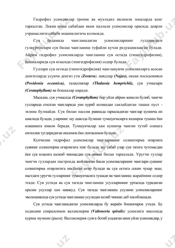 шда мухим ахамият касб этади. аникланишича, анемофил усимликларнинг гулчанги она усимликдан атиги 5-25 м гача масофага таркалиши мумкин экан. шамол ёрдамида чангланадиган икки уйли эман ва оккайин (расм) дарахтларининг баланд буйли эркак нусхалари купрок гулчанги хосил килиб, уларнинг узокрок масофага таркалишини таъминласа, паст буйли ургочи индивидлари эса улардан купрок гулчанги кабул килиб олишимкониятигаэгабулишади. айрим маълумотларга кура, шамол ёрдамида чангланишнинг узок - бир неча унлаб ва юзлаб километр масофагача бориши мумкинлиги курсатиб утилади. лекин хаво окими билан бундай узок вакт таркалишда гулчанглари узларининг хаётчанлигини йукотиши мумкинлиги хам уктирилиб утилади. энтомофил усимликлар гулчангининг экзина кавати юпка булиб, курук мухитда хаётчанлигини тез йукотади, бундай гулчанглари, айникса, бошокли усимликларга хос булиб, уларнинг хаётчанлиги бир неча соатдан бир неча минутгача давом этади. уругчилари эса, аксинча, узокрок вакт - айникса, протогинияли гулларда бир неча кун уз хаётчанлигини саклаб колади. икки паллали усимликлар орасида энтомофилия 87 % ни, анемофилия эса, тахминан, 4.6 % ни ташкил килади. бир …
