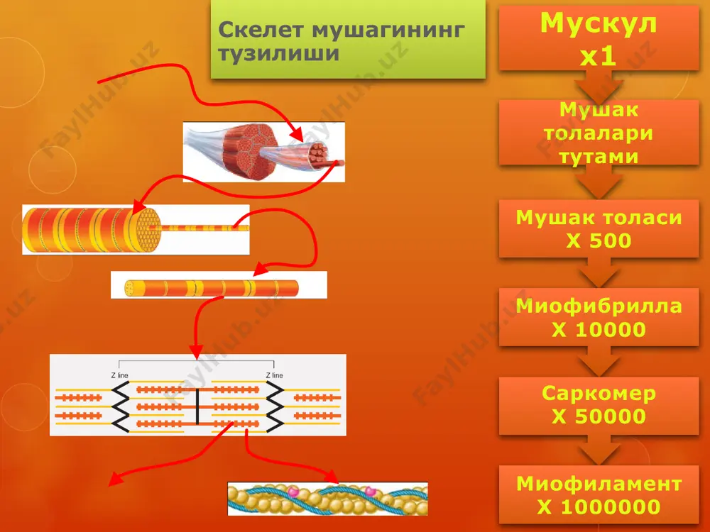 мушаклар физиологияси - Page 5