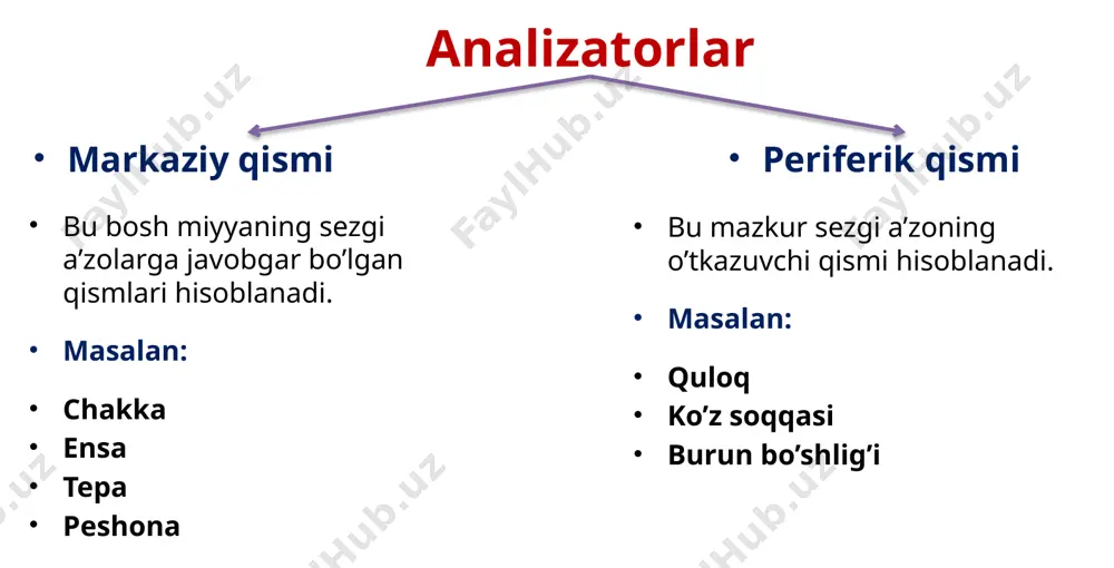 zatori odam eshituv a‘zosining fiziologik xossalarini hisobga olib tovush tebranishlarni uch xilga bo’lish mumkin: infratovushlar - chastotasi 20 gs dan kam bo`lgan odamning qulog‘i eshitmaydigan normal tovushlar - chastotasi 20—20000 gs bo`lgan odamning qulogi eshita oladigan tebranishlarga ultratovushlar - eshitib bo'lmaydigan, chastotasi 20000 gs dan yuqori bo`lgan tovushlar. eshituv organi tovushlarni eshitish va muvozanat funksiyasini bajaradi, quloq 3 qismga: [1] tashqi, [2] oʻrta va [3] ichki qismga boʻlinadi. tashqi quloq tashqi quloq, quloq suprasi va tashqi eshituv yoʻlidan iborat. quloq suprasi tovushni tutish va yunalishini bilishga xizmat qiladi. tashqi eshituv yoʻlining uzunligi 2,5 sm. eshituv yoʻli dеvorchalarida maxsus bеzchalar boʻlib, ular yopishqoq moddani ishlab chiqaradi. tashqi quloq bilan oʻrta quloq oʻrtasida 0,1 mm qalinlikdagi nogʻora parda joylashgan. membarana tympanica (nog’ora parda) meatus acusticus externus va cavitas tympani ni ajratadi. (o’rta va tashqi quloqni chegaralaydi) meatus acusticus externus ning yuqori devorining davomi mustahkam va elastic membrana o’rta quloq oʻrta quloq nogʻora …