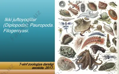 ikki juftoyoqlilar (diplopoda); pauropoda. — PDF