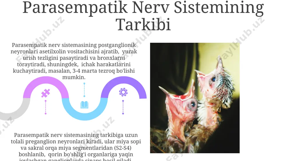 hayvonlarda vegetativ nerv sistemasining parasimpatik qismi - Page 5