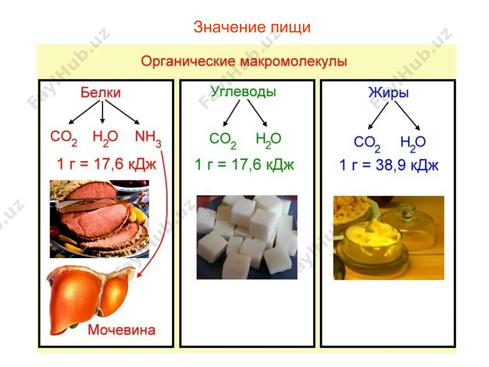 упных слюнных желез: околоушные, подчелюстные и подъязычные. кроме того, в слизистой рта множество микроскопических слюнных желез — небных, щечных, язычных. язык является органом речи человека. пищеварение в ротовой полости в слюне (2л/сутки) содержатся ферменты — амилаза, расщепляющая крахмал до мальтозы; мальтаза, расщепляющая дисахариды до глюкозы. третий фермент слюны — лизоцим, обладает бактерицидными свойствами. слизистое белковое вещество муцин участвует в формировании пищевого комка. среда в ротовой полости слабощелочная. слюноотделение происходит рефлекторно при попадании пищи в ротовую полость. пищеварение в ротовой полости от рецепторов полости рта возбуждение по чувствительным нейронам предается в центр слюноотделения продолговатого мозга, оттуда по двигательным нейронам возбуждение идет к слюнной железе и происходит секреция слюны. такое слюноотделение носит название безусловного слюноотделительного рефлекса. возможность условно-рефлекторного слюноотделения доказал выдающийся русский физиолог и.п.павлов (нобелевская премия). было показано слюноотделение до приема пищи, когда собака видела пищу, чувствовала ее запах. пищеварение в ротовой полости пища проглатывается, попадает в глотку и затем в пищевод, …