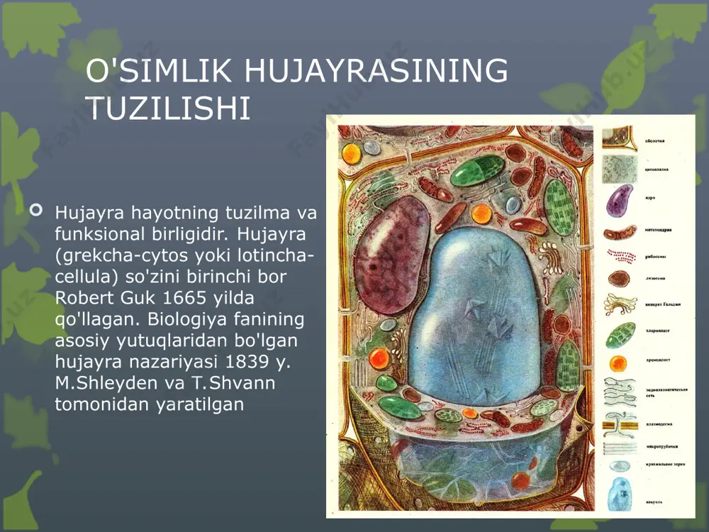 lardan iborat bo'lgan, tutashgan to'r sistemasini hosil qiladi. u juda keng tarqalgan membrana tuzilmasidir. membranasi 5-7 nm qalinlikda, ichki diametri esa 30-50 nm. ichki qismi suyuqlik bilan to'lgan mitoxondriyalar. mitoxondriyalar ham xuddi xloroplastlarga o'xshash yadro membranalaridan uzilib chiqqan pufakcha-initsial tanalardan hosil bo'ladi. mitoxondriyalar ham qo'sh membranali organoiddir lizosomalar membranalar bilan chegaralangan organoidlardir. ular endoplazmatik to'r yoki golji apparatidan hosil bo'ladi. ichki qismi enximma bilan to'lgan bo'lib ularda asosan gidrolitik fermentlar joylashadi. ular asosan nordon fermentlar bo'lib, ribonukleaza, dezoksirabonukleaza, katepsin va boshqalar kiradi. ushbu fermentlar hujayradagi moddalarni suv yordamida parchalashi tufayli ularga lizosomalar nomi berilgan. lizosomalar barcha tirik hujayralarga xos organoidlardir. mikronaychalar. sitoplazmaning tashqi qatlamida naychasimon organoid uchraydi. uzunligi 20-30 nm, qalinligi 5-14 nm. mikronaychalar bir-biriga parallel joylashgan bo'lib hujayra o'qiga nisbatan esa perpendakulyardir. ular globulyar oqsil, tubilinning α va-β monomerlaridan tashkil topgan, membranasi yo'q. mikronaycha tubulinning 13 dona subbirligidan tashkil topgan. sitoplazmaning mikronaycha subbirliklari bir-biridan ajralib va yig'ilib turishi mumkin. …