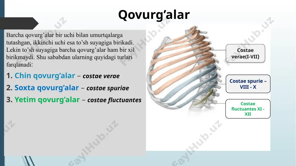 laviae) to’sh suyagi to’sh suyagi quyidagi asosiy uchta qismdan tashkil topgan: dastasi ( manubrium sterni ) tanasi (corpus sterni) xanjarsimon o’sig’i (processus xyphoideus) to’sh dastasi (manubrium sterni) bo’yinturuq o’yig’i incisura jugularis – to’sh dastasining eng yuqori qismi markazida joylashgan o’mrov o’yig’i incisura clavicularis – juft tuzilma, dastaning yuqorigi yon tomonida joylashgan bo’lib o’mrov suyagining birikishi uchun xizmat qiladi. qovurg’a o’yig’i incisura costalis – ikkita yon tomonida nirinchi qovurg’a birikishi uchun butun, pastki qismida esa ikkinchi qovurg’a uchun yarim o’yiq. to’sh burchagi angulus sterni – to’sh tanasi hamda dastasining qo’shilishidan hosil bo’lgan. to’sh tanasi (corpus sterni) to’shning tashqi yuzasi (facies externa) – qavariq to’shning ichki yuzasi (facies interna) – botiq tananing boshidan oxirigacha ikki yon tomonida ii-vii gacha bo’lgan qovurg’alar tog’aylarining birikishi uchun o’yiqlar (incisura costalis)mavjud. !!! 2-qovurg’a uchun yuqorida yarimta, 7-qovurg’a uchun esa pastda yarimta. qolgan qovurg’alar uchun esa butun o’yiqlar. xanjarsimon o’simta (processus xyphoideus) to’sh suyagining xanjarsimon o’sig’i erkak …