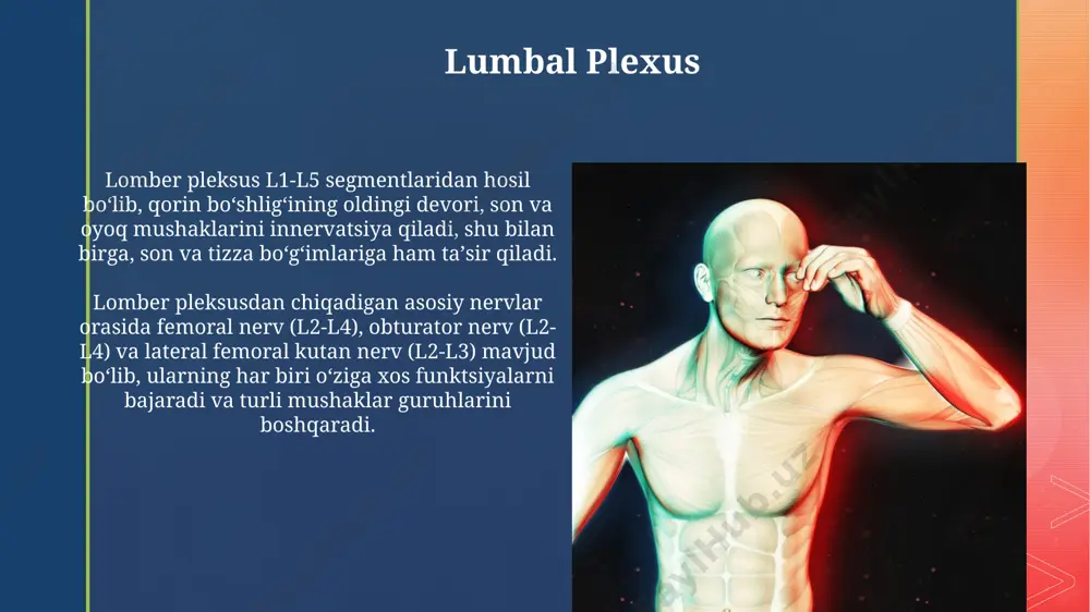 irlikning buzilishi kabi alomatlarga olib kelishi mumkin. servikal pleksusda uchta asosiy nervlar – supraklavikulyar va infraklavikulyar guruhlarga bo'linadi, ularning tarmoqlari bo'yinning 4ta asosiy muskullarini boshqaradi, masalan, sternocleidomastoideus muskuli. plexuslarning turlari lomber pleksus, l1-l4 segmentlari orqali oyoqning old qismidagi mushaklarni boshqaradi va uning asosiy nervlari son va oyoq bilagiga ketadi, shuningdek, 3 ta asosiy shoxchalarga ega. braxial pleksus, c5-t1 segmentlaridan nerv tolalarining birlashuvi natijasida, qo'l va yelka mushaklarini innervatsiya qiladi va 5 ta asosiy nervga bo'linadi, bu esa qo'lning harakatlanishi va sezgilarini ta'minlaydi. sakral plexus sakral pleksusning shikastlanishi, masalan, tug'ruq paytida yoki avtohalokatda, oyoq va tos a'zolarining falajiga, shuningdek, sezuvchanlik buzilishiga, shu jumladan, siydik chiqarish va defekatsiya buzilishlariga olib kelishi mumkin. sakral pleksus l4-s4 segmentlaridan nerv tolalarining birlashuvidan hosil bo'ladi va katta sonli mushaklarni, shu jumladan, gluteal mintaqaning 3 ta mushakini (gluteus maximus, medius va minimus) innervatsiya qiladi. avtonom nerv sistemasi avtonom nerv sistemasining ganglionlari, masalan, seliyakiya ganglionlari, qorin bo'shlig'idagi organlarga …
