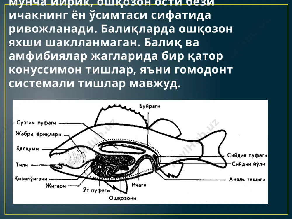 омерлар бир биридан бириктирувчи тўқимадан ташкил топган миосепталар ёрдамида ажралган бўлади. худди шундай тўсиқ ёрдамида бўйлама йўналган ён мускуллар, қорин ва елка мускулларига ажралган. эътиборингиз учун рахмат! image1.jpg image2.png image3.png image4.jpeg image5.jpg image6.jpeg image7.jpg image8.jpg image9.png /docprops/thumbnail.jpeg