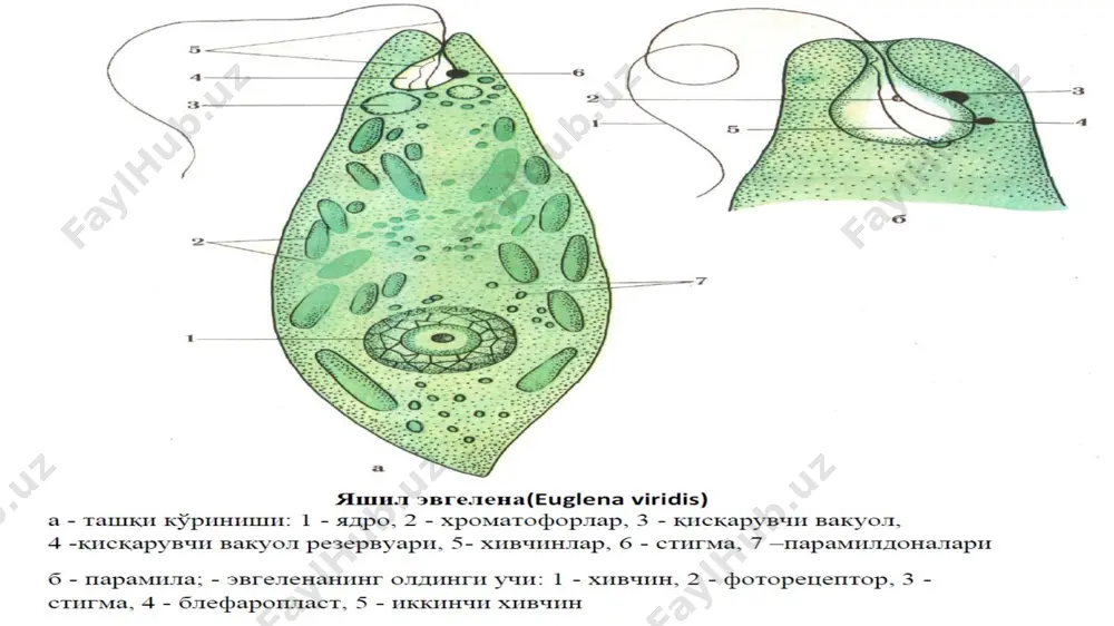 tibbiy protozoologiya - Page 2
