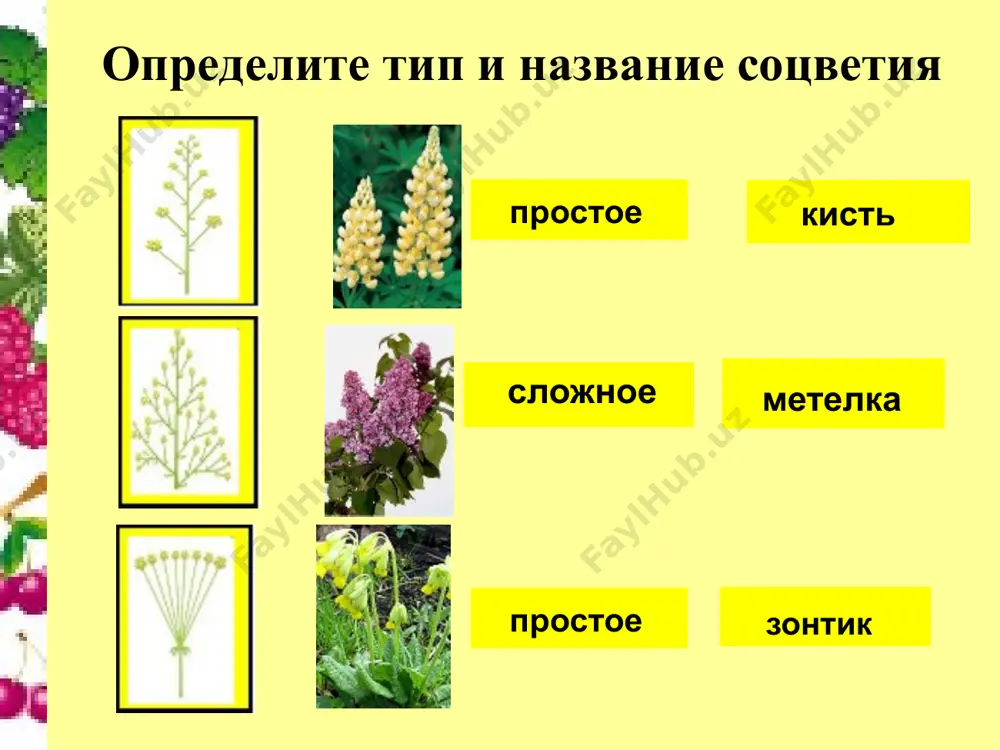 плоды - Page 3