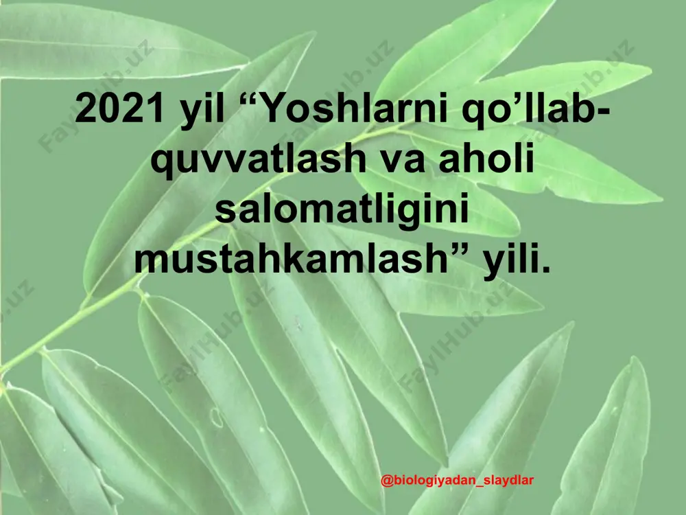water glucose oxygen gas photosynthesis @biologiyadan_slaydlar o`simliklar karbonat angidrid va suvdan oziqlanadi. o`simliklar quyosh nurini o`zlashtiradi va keyingi foydalanish uchun atf shakliga o`tkazadi. energiya karbonat angidrid gazini shakar molekulalariga aylanishida qo`llaniladi. shakar kraxmalga aylanadi va o`simliklar tomonidan o`zlashtiriladi, demak o`simliklarni iste`mol qilgan vaqtida hayvonlar tomonidan ham o`zlashtiriladi. * * o`simlik hujayralarida xloraplast mavjud. xloroplast nur yutib, kimyoviy energiya ishlab chiqadi. light reflected light absorbed light transmitted light chloroplast xlorofill quyosh nuri biulan oziqlanadi. quyosh nuri, suv, karbonat angidrid gazi birlashib, fotosintez jarayonida shakar va kislorod yuzaga keltiriladi. fotosintez tenglamasi karbonat angidrid gazi + suv + energiya  glyukoza + kislorod 6co2 + 6h2o + energiya  c6h12o6 + 6o2 * mustahkamlovchi savollar fotosintez deb nimaga aytiladi? fotosintez jarayonida nimalar sodir bo`ladi? fotosintez jarayonida atmosferaga chiqadigan kislorodning manbai nima? fotosintez sxemasiga ta`rif bering? suv fotolizini tushuntiring? qaysi organizmlar fototroflar deyiladi? @biologiyadan_slaydlar