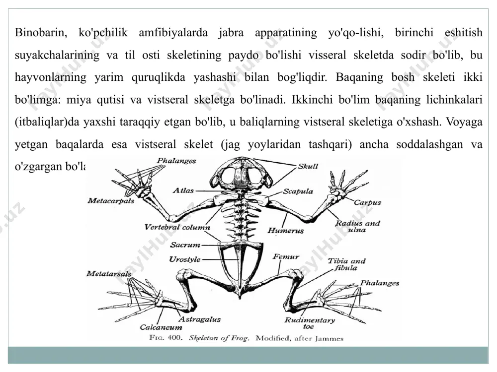 umurtqa bo'ladi. umurtqa tipik tana umurtqalariga o'xshash tuzilgan. uning ko'ndalang o'simtasi kuchli taraqqiy etgan bo'lib, chanoq kamarining yonbosh suyagiga birikadi. oyoqsizlarda dung'aza umurtqasi bo'lmaydi. dum bo'limi baqalarda bitta uzun suyakcha urostildan iborat. urostil embrional rivojlanish davrida mavjud bo'lgan bir necha (12 ta) umurtqalarning bir-biriga qo'shilib ketishidan hosil boʻlgan. baqalarda qovurg'alar bo'lmaydi. dumlilar turkumi vakillarida dum umurtqalarining soni 22 tadan 36 tagacha boradi. oyoqsizlar turkumi vakillarida dum umurtqalari yaxshi rivojlanmagan. tuban tuzilgan amfibiyalarda (oyoqsizlar va ayrim sodda tuzilgan dumlilarda) umurtqalari amfitsel tipda, ya'ni ikki tomoni ham botiq bo'ladi. yuksak dumlilarda (salamandralarda) va dumsizlarda opistotsel tipda, ya'ni old tomoni qavariq va orqa tomoni botiq bo'ladi. oyoq skeleti va ularning kamarlari. amfibiyalarning yelka kamari amfibiyalarning oldingi oyoq skeleti uch bo’lim: yelka, bilak va oyoq kaftlaridan tashkil topgan. oyoqlarning bunday bo'limlarga bo'linishi quruqlikda yashovchi umurtqali hayvonlar uchun xos. yelka suyagi uzunchoq naysimon bo'lib, har ikkala uchi yo'g'on-lashgan. yelka suyagi o'zining proksimal uchidagi boshi orqali …