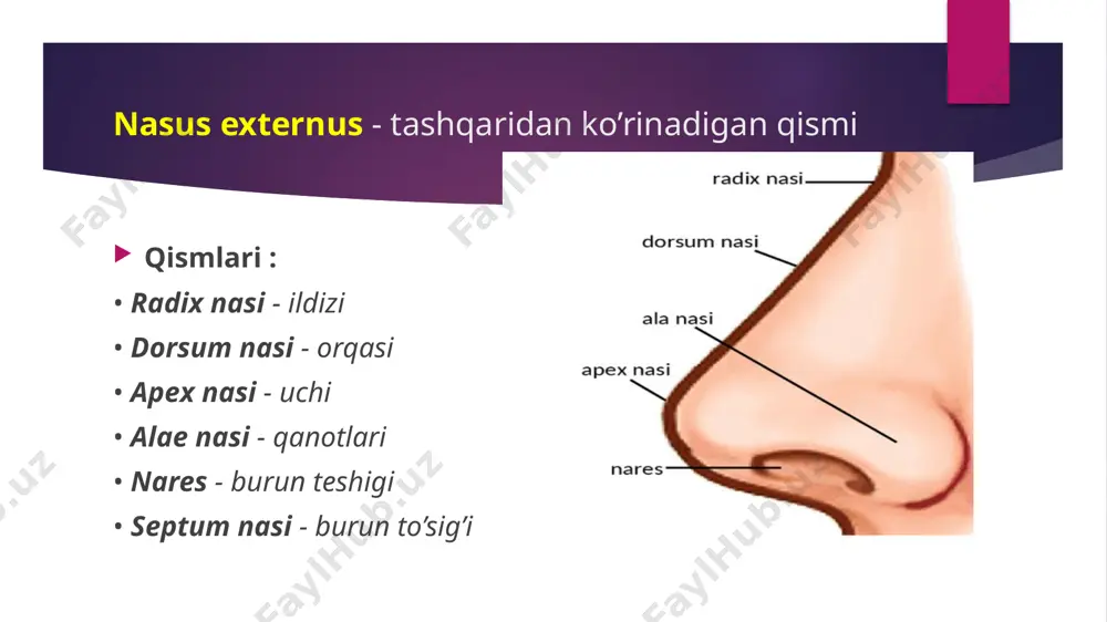 nafas olish sistemasi tuzulishi - Page 4