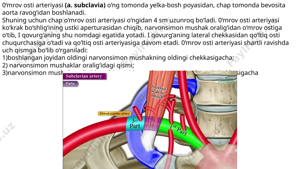 ae humeri), deltasimon tarmoq (r. deltoideus) mushak tarmoqlarini (rr. musculares) berib, ikki tarmoqqa bo‘linadi. uning tarmoqlaridan birinchisi o‘rta yonlanma arteriya (a. collateralis media) yelkaning uch boshli mushagiga tarmoqlar berganidan so‘ng orqa tirsak egatidan o‘tib suyaklar oralig‘ining qaytuvchi arteriyasi (a. interossea recurrens) bilan anastomozlashadi ikkinchi tarmog‘i bilak tarafdagi yonlama arteriya (a.collateralis radialis) oldingi lateral tirsak egati bo‘ylab yo‘nalib bilakning qaytuvchi arteriyasi (a. recurrens radialis) bilan anastomozlashadi. 2.tirsak tarafdagi yuqori yonlama arteriya (a. collateralis ulnaris superior) yelkaning o‘rta qismidan boshlanib tirsak nervi bilan medial orqa tirsak egatidan o‘tib tirsakning qaytuvchi arteriyasini (a. recurrens ulnaris) orqa tarmog‘i bilan anastomozlashadi. 4. tirsak tarafdagi pastki yonlama arteriya (a. collaterflis ulnaris inferior) yelka suyagining pastki 1/3 qismidan, yelka arteriyasining medial yuzasidan boshlanadi. yelka mushagining oldingi yuzasida medial tomonga yo‘nalib tirsakning qaytuvchi arteriyasining oldingi tarmog‘i bilan anastomozlashadi. bu yonlama arteriyalaming barchasi tirsak bo‘g‘imi atrofida arterial to‘r hosil qilishda ishtirok etadi. ular shu bo‘g‘imni, uning atrofidagi mushaklar va …