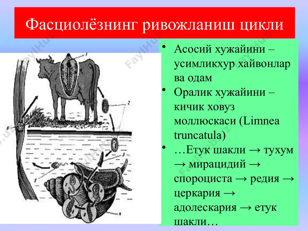 ра бир неча турга булинади. 1. цистацеркоид танаси икки қисмдан – уч жуфт эмбрионал илмоқлари бор бошча ва дум ўсимтаси-дан иборат, бу финна пакана гижжада учрайди. 2. цистацерк – шарсимон ёки овал шаклда, ичи суюқлик билан тўлган, бўшлиқ ичида бошчаси бўлади, бу финна қоромол ва чўчқа солитёрига хос. 3. ценур – шар шаклида бўлиб ичида бир неча бошчалари бўлади. 4. эхинококк пуфаги – эхинококк пуфаги икки кават кобик билан уралган, ичи суюклик билан тула булади, кобикнинг ички каватида куп сонли кизлик – неваралик пуфакчалари шаклланади 5. плероцеркоид – чўзиқ қаттиқ таначага эга, бош қисмида ёпишадиган – эгатчаси бор – сербар (кенг) тасмасимон чувалчанг финнаси. лентасимон чувалчанглар -cestodes корамол солитери –taeniarhynchus saginatus чучка солитери – taenia solium пакана гижжа – hymenolepis nana сербар тасмасимон чувалчанг - diphyllobothrium latum эхинакокк –echinococcus granulosus альвеококк – alveococcus multilocularis қорамол солитёри – taeniarhynchus saginatus одамлардатениаринхоз касаллиги қўзғатувчиси 1 – тухумдон, 2 – сариқдон, 3 – …