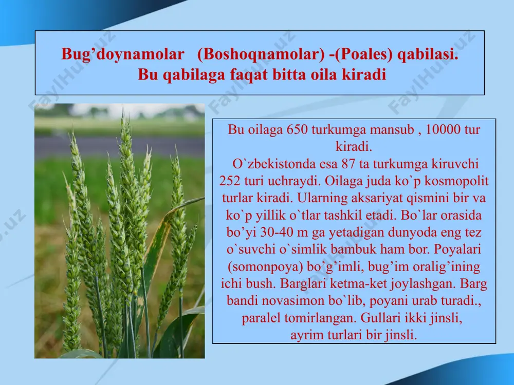 , bir jinsli, gulqurg`onsiz, boshoqsimon sutadan joylashgan. urug`chi gullari sutaning ostki, yug`on qismida, changchi gulllari esa ustki ingichka qismida joylashgan. changchi guli 3 ta changchi, urug`chi guli 1 ta mevachabargdan iborat. bu oilaga bitta turkum, 15 tur kiradi. yer sharida keng tarqalgan. o`zbekistonda kuga (tira) turkumiga kiruvchi 6 ta tur o`sadi. adabiyotlar: biologicheskiy ensiklopedicheskiy slovar. m. sovetskaya ensiklopediya. 1989 burug`in v. a., janguzarov f. x. botanika toshkent, o`qituvchi, 1977 gordeyeva t. n. i dr. prakticheskiy kurs sistematika rasteniy. moskva prosvesheniye, 1986 komarniskiy n. a. i dr. sistematika rasteniy. moskva, prosvesheniye, 1975 maxmudov a. m. tog`ayev i. u. yuksak o`simliklar bo`yicha amaliy mashg`ulotlar. toshkent universiteta, 1994 image10.jpeg image11.jpeg image12.jpeg image13.jpeg image14.jpeg image15.jpeg image16.jpeg image17.jpeg image18.jpeg image19.jpeg image20.jpeg image21.jpeg image22.gif image23.jpeg image24.jpeg image1.jpeg image2.jpeg image3.jpeg image4.jpeg image5.jpeg image6.jpeg image7.jpeg image8.jpeg image9.jpeg