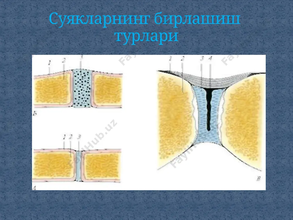 syndesmologiya - suyaklarning o'zaro birikishi - Page 4