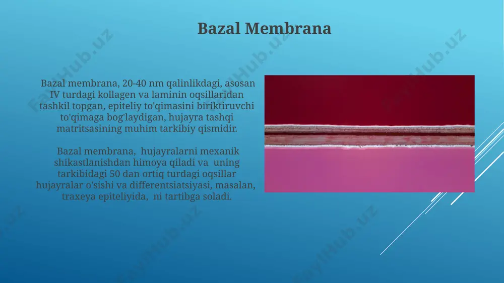 an ortiq zarrachalarni olib tashlash imkonini beradi va bu esa infektsiyalardan himoya qiladi, misol uchun, o'zbekistonning changli hududlarida yashovchi odamlar uchun bu juda muhimdir. kiliarlarning uzunligi 5-10 mikrometr bo'lib, ularning harakatlanishi koordinatsiyalangan va to'lqinsimondir; bu jarayon hujayra ichidagi kalsiy ionlari konsentratsiyasi va hujayra membranasidagi ion kanallari faoliyati bilan boshqariladi. masalan, bronxlarda ularning faoliyati muhimdir. harakatlanish funktsiyasi silindrsimon kirpikli epiteliyning harakatlanish funksiyasi nafas yo'llarida, masalan, traxeyada, 200 dan ortiq kirpiklarning ritmik harakatlari tufayli 5-15 mm/min tezlikda shilliq pardani va undagi zararli moddalarni tashqariga chiqaradi. buyrak chanoqchasidagi 50 dan ortiq hujayralarni o'z ichiga olgan silindrsimon kirpikli epiteliyning harakatlanish funktsiyasi, siydikni to'plash va tashqariga oqishini ta'minlaydi, bu jarayon 2-3 mm/min tezlikda amalga oshiriladi. xulosa xulosa hujayralari, taxminan 5-10 mikrometr balandlikda boʻlib, silindrsimon epiteliyning bir qatlamli koʻp qatorli tuzilishiga xosdir va nafas yoʻllari, masalan, traxeyaning ichki qismini qoplaydi. xulosa hujayralari sekretsiya qiluvchi kub shaklidagi hujayralar bilan aralashgan boʻlib, bu 1:3 nisbatda boʻlishi mumkin va …