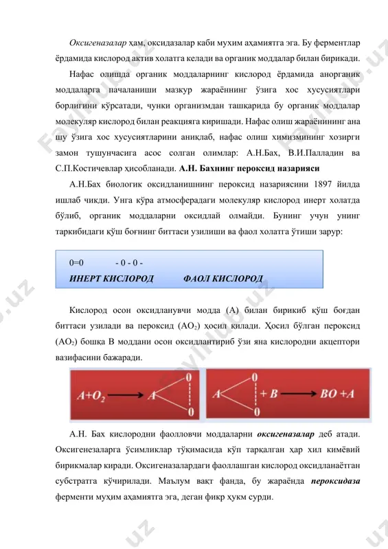 огенлари субстратдаги водородни ўзига бириктириб олади ва кейинги уларни кислородга ўтказади. бу назария «водороднинг фаоллаштириш» назарияси дейилади, у икки босқичдан иборат: 1) с6н12о6 + 6н2о + 12r 6со2 + 12rн2 2) 12rн12 + 6о2 12r + 12н2о r - рангли нафас олиш пигменти, rh2 - рангсиз нафас олиш хромогени. биринчи реакцияда редуктазаферменти ёрдамида субстратдан водород атомлари кабул килиниб, нафас олиш пигментига (r) ўтказилади ва нафас олиш хромогени (rh2) ҳосил бўлади. ҳамма со2 ҳам шу анаэроб жараёнида ажралиб чикади. иккинчи реакцияда молекуляр кислород иштирок этиб, хромогенларни (rh2) нафас олиш пигментларигача оксидлайди ва улар яна водороднинг акцептори вазифасини бажаради. бу реакцияларда кислород rh2 дан электронлар ва протонларни тортиб олади ва натижада сув ҳосил бўлади. кейинги изланишларда в.палладин назарияси тўлиқ исботланди. 1912 йилда немис биохимиги г.виланд ҳам биологик оксидланиш водороднинг ажратиб олиниши билан боғлиқ эканлигини кўрсатган эди. нафас олишда сувнинг иштирок этиши ва кислород водороднинг охирги акцептори эканлигини 1955 йилда б.б.вартапетян ва л.а.курсанов …
