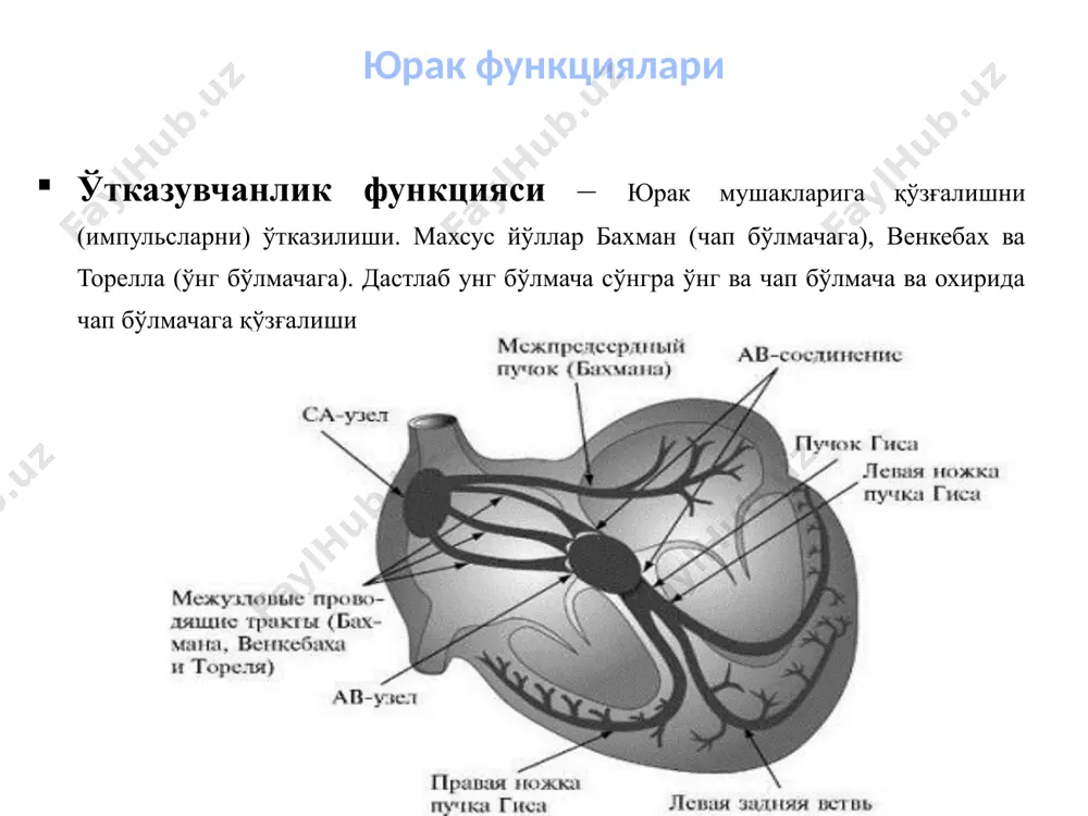 ўшимча кўкрак тармоқларидан фойдаланилади: y7 – фаол электрод орқа қўлтиқ ости соҳасида горизонтал в4 сатҳида жойлашади; y8 – фаол электрод худди шу горизонтал ҳолатда уларни курак чизиғи билан кесишган жойида бириктирилади; y9 – фаол электрод худди шу горизонтал ҳолатда уни паравертебрал чизиқ билан кесишган жойида бириктирилади. электрокардиограмма юрак диастоласи даврида ҳаракатлар биотоки юзага келмайди ва электрокардиографда изоэлектрик деб аталадиган тўғри чизиқ қайд қилади. ҳаракатлар биотокининг пайдо бўлиши ўзига хос эгриликни юзага келиши билан кечади. соғлом кишида ҳар қандай экгни қайд қилишда қуйидагилар кўринади : р, q, r, s ва т тишчалар. булардан р, r, т тишчалар мусбат (яъни, уларнинг чўққиси юқорига қараган), q ва s тишчалар эса манфий қутбга эга (уларнинг чўққиси пастга қараган); р— q, s—т, т—р ва r — r интерваллар; qrs ва qrst комплекслар. ушбу элементларнинг ҳар бири миокардни турли соҳаларини қўзғалиш вақти ва кетма-кетлигини акс эттиради. электрокардиограмма 1 2 3 4 р – тишча бўлмачалар деполяризацияси …