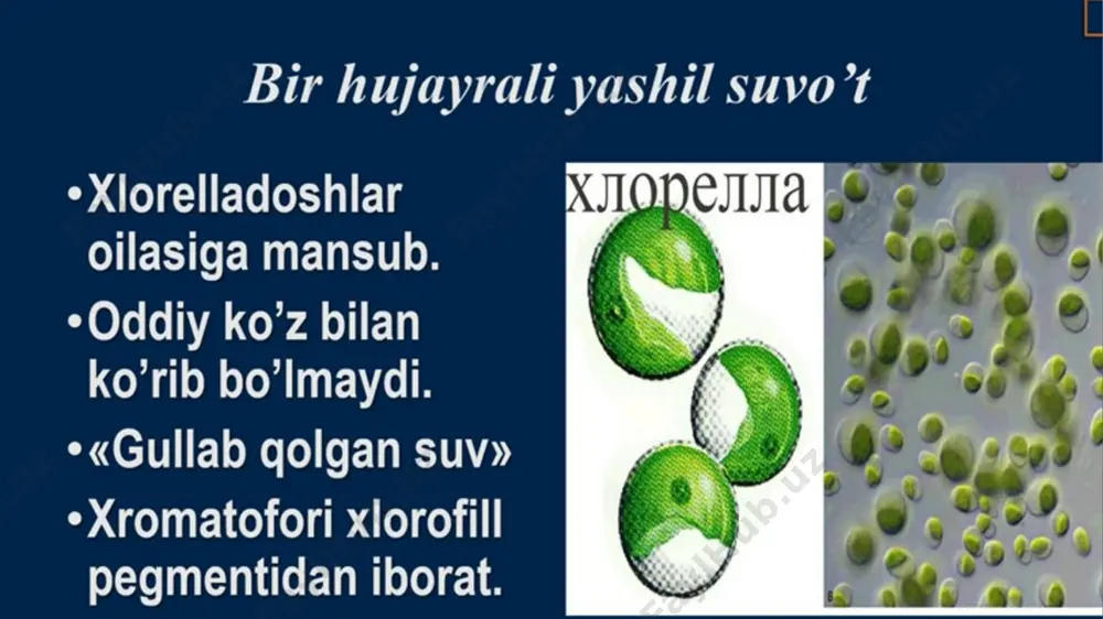 "bir hujayrali va ko'p hujayrali suv o'tlar" - Page 3