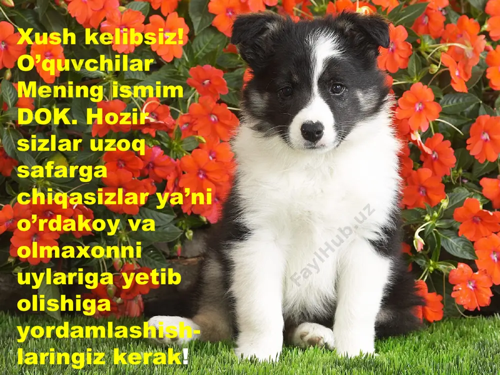 bo‘laklaridan ko‘ndalangiga yupqa parrak kesib olinib, bu- yum oynasidagi suv tomchisiga yoki glitseringa qo‘yiladi. so‘ngra unga rang beriladi va ustiga qoplagich oyna yopib qo‘yiladi.mikroskopda ildizning sirtqi qismi hujayralardan tuzilganligini va shu hujayralarning ayrimlaridan ildiz tukchalari chiqqanligini ko‘rish mumkin. har bir ildiz tukchasi bitta uzun hujayradan tashkil topgan. bu hujayra esa yupqa qobiq, sito- plazma va yirik mag‘izdan tashkil topgan. ildiz ana shu tuk chalari orqali tuproqdan suv va unda erigan oziq moddalarni shimib oladi. ildiz tukchalarining faoliyati 10–20 kun davom etadi. keyin ildizning uchidagi bo‘linuvchi qismidan yangi ildiz tukchalari o‘sib chiqadi. bu jarayon o‘simliklarda uzluksiz davom etadi. natijada ildiz tukchalari tuproqning ichkari qatlamlariga kirib boradi va o‘simlikni kerakli oziq bilan ta’minlab turadi. ildizning po‘sti o‘ziga xos hujayralardan tashkil topgan. po‘st hujayralari tirik, yumaloq va yupqa qobiqli bo‘ladi. hujayralar o‘rtasida havo bilan to‘lgan oraliq bo‘shliqlari bo‘lib, ildizdagi hujayralar ana shu havo bilan nafas oladi. ko‘ndalangiga kesilgan ildizning o‘rta qismida qalin devorli …